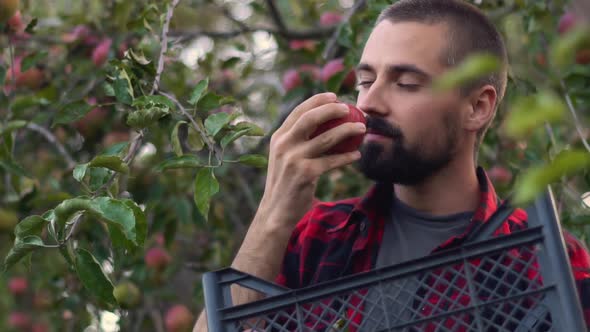 A young bearded gardener inhales the scent of an apple in the garden. 