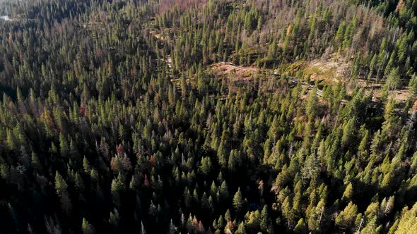 Aerial shot of a paved road in the mountains and forest of California