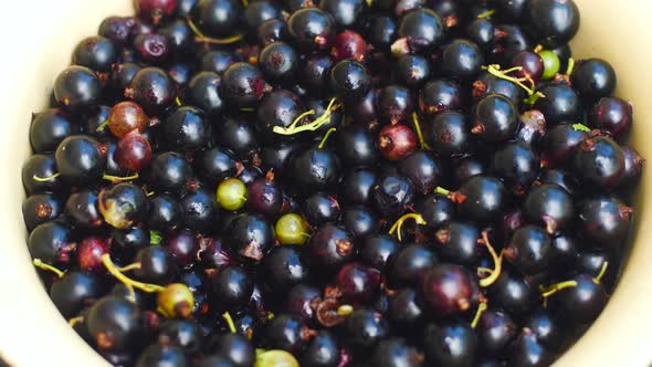 Close-up of ripe black currants collected in a plate. Harvest of berries on a summer day. harvesting