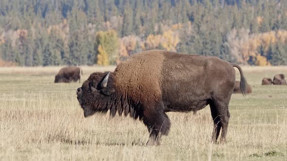 Bison standing in a field a in a scattered herd