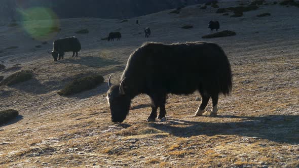 Black Yaks on the Way To Everest Base Camp.