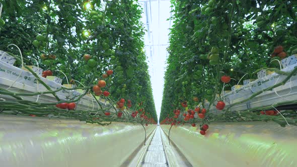 Rows with Tomato Plants in Glasshouse