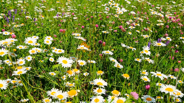 Summer Meadow