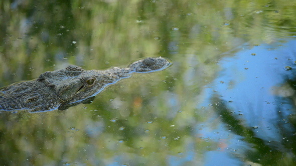 Crocodile in zoo park swimming in the river
