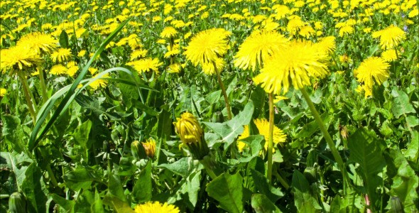 Dandelion Field