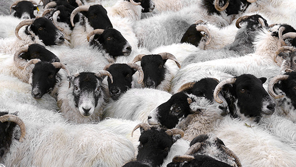 Countless Sheep Crammed Together