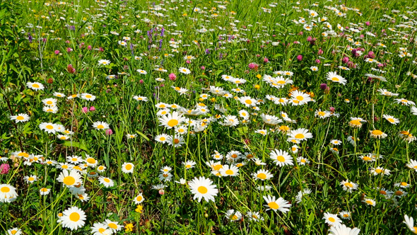 Summer Meadow