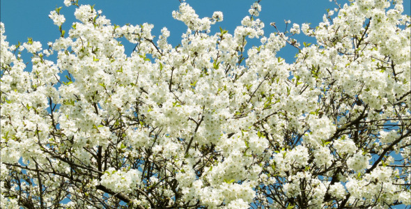 Cherry Blossoms Tree Zoom