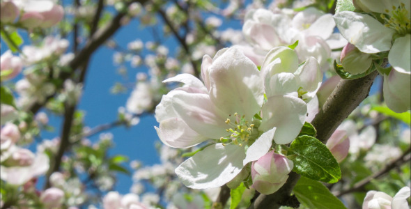 Blooming Apple Tree 2 alt