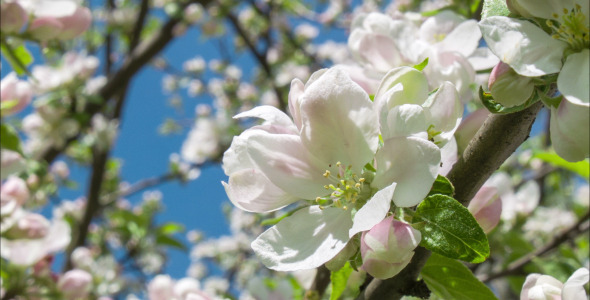 Blooming Apple Tree 2