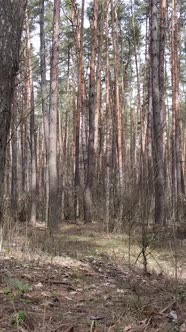 Vertical Video of the Pine Forest in the Afternoon