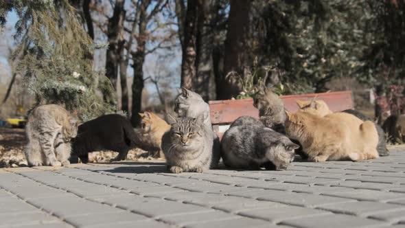 Lot of Stray Cats are Sitting Together in a Public Park in Nature Slow Motion