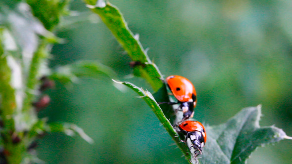 Two Ladybugs On Green Grass alt