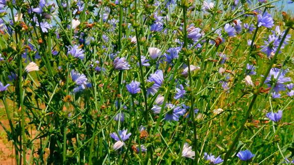 Chicory Flowers