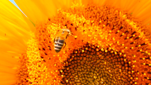 Bee Pollination On Sunflower