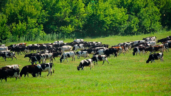 Herd Of Cows