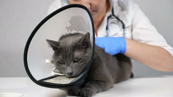 Veterinarian Examines the Back of a Gray Cat Lying in a Protective Collar