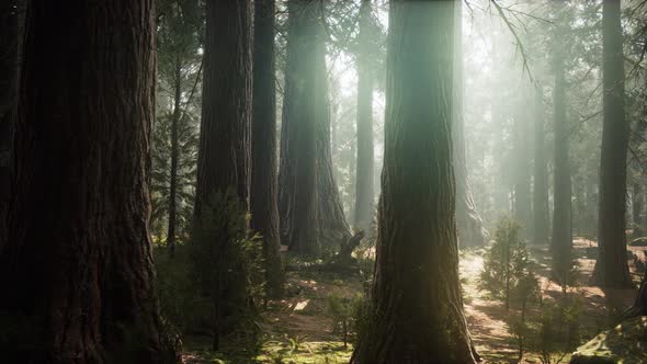 Sunrise in the Sequoias, General Grant Grove, Sequoia National Park