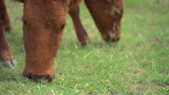 Happy Cow in the Meadow During Summer Day Before Sunset