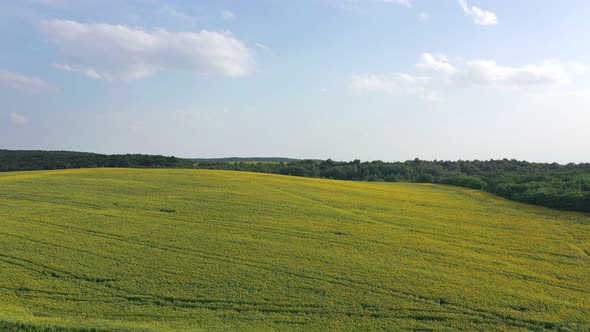 Aerial view of agricultural fields flowering oilseed. Field of sunflowers. Top view.