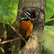Common Flameback Woodpecker 01 - VideoHive Item for Sale