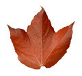 Isolated Orange Leaf Leaf - PhotoDune Item for Sale