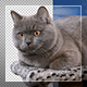 Cat On Transparent Background - VideoHive Item for Sale