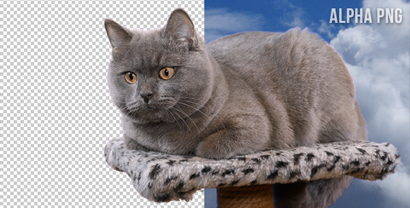 Cat On Transparent Background