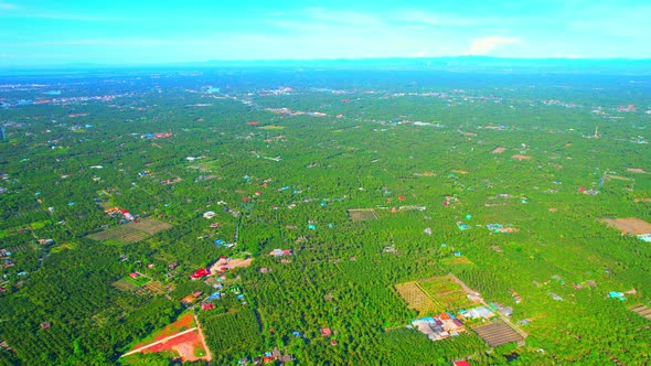 4K Aerial Wide view of Beautiful green coconut tree fields