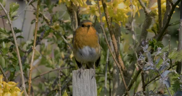 Robin Redbreast Small Song Bird Perched In Front of Yellow Spring Flowers