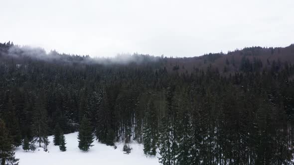 Snowy Pine Forest At Ciomadul Volcano During Winter Season In Harghita, Romania. - aerial descend