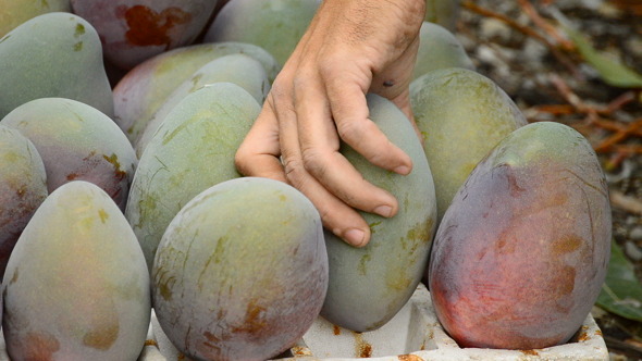Collecting Mango Fruit