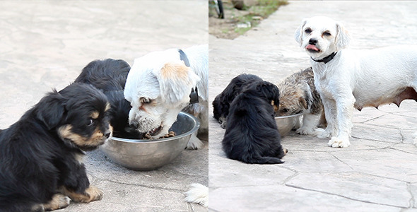 Puppies Eating From Bowl Outside