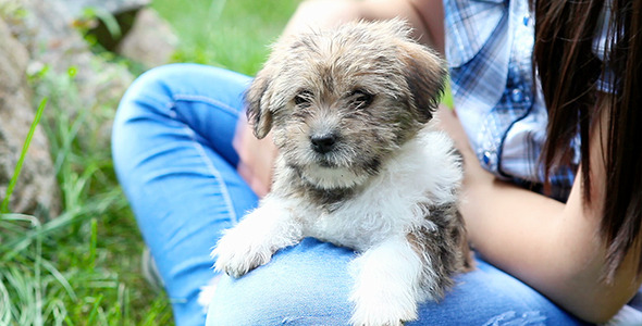 Girl with Her Puppy