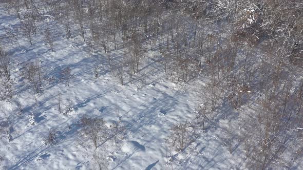 Morning scenery in the woods by winter 4K drone video