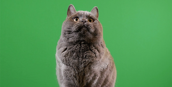 Cat On Green Background