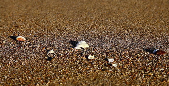 Shell On the Beach