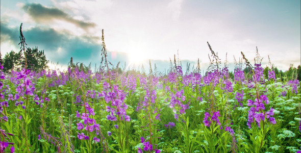 Fireweed  At Sunset