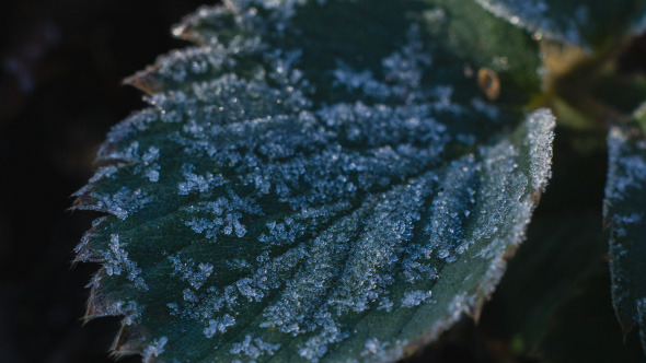 Frost On Leaves Turn To Dew Under Sun Rays