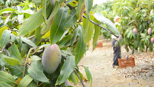 Mango Fruit Hanging while Harvest