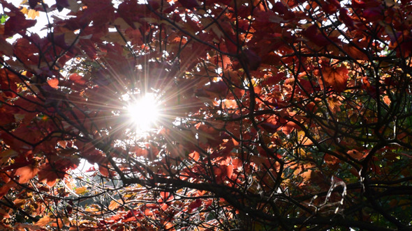 Autumn Foliage 