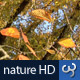 Nature HD | Golden Autumn Leaves I - VideoHive Item for Sale