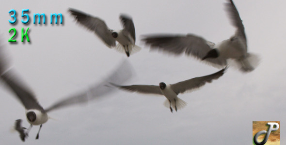 Seagulls Close up flying on white sky