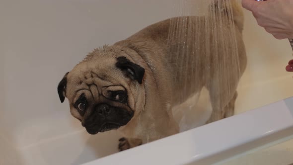 Bathtime of the Cute Dog