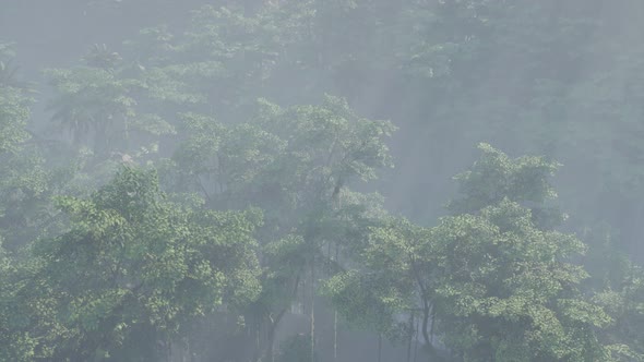 Fog Covered Jungle Rainforest Landscape