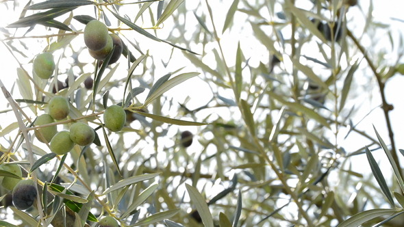 Olives Hanging at Branch of Tree