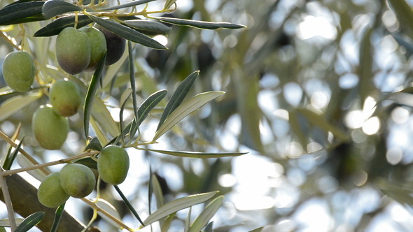 Olives Hanging at Branch of Tree alt