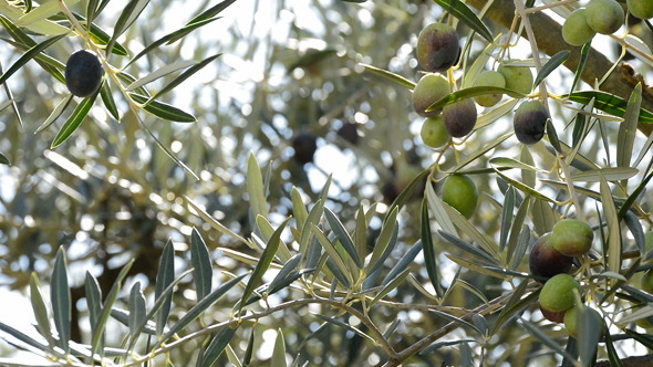 Olives Hanging at Branch of Tree