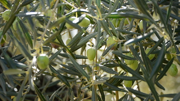 Olive Hanging at Branch in Tree