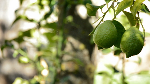 Lemons Hanging from a Branch of Tree